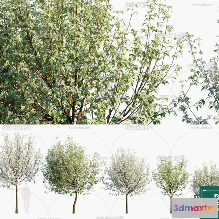 1382671 - Tree 3D Models - Exterior and Architecture 3DS Max - 278 3D Max