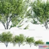 1383131 - Tree 3D Models - Exterior and Architecture 3DS Max - 285 3D Max