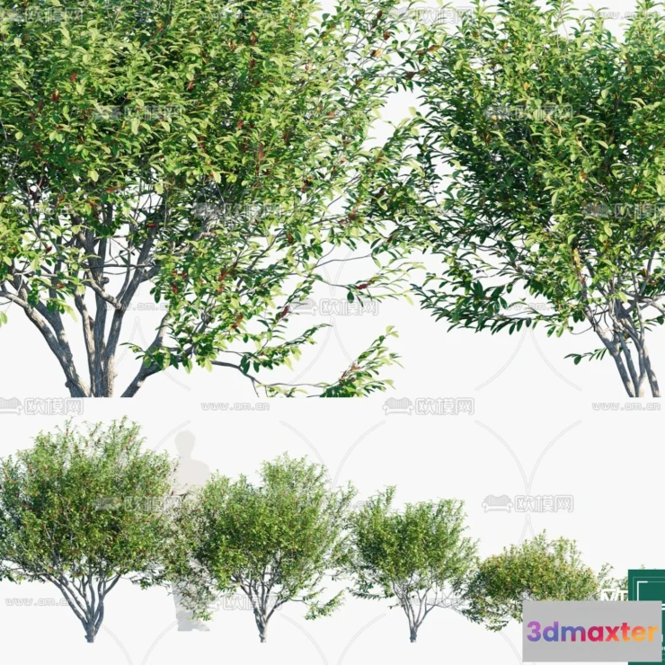 1383131 - Tree 3D Models - Exterior and Architecture 3DS Max - 285 3D Max