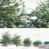 1383264 - Tree 3D Models - Exterior and Architecture 3DS Max - 287 3D Max