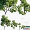 1383383 - Tree 3D Models - Exterior and Architecture 3DS Max - 289 3D Max