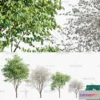 1383653 - Tree 3D Models - Exterior and Architecture 3DS Max - 293 3D Max