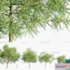 1383776 - Tree 3D Models - Exterior and Architecture 3DS Max - 295 3D Max