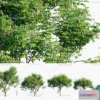 1383839 - Tree 3D Models - Exterior and Architecture 3DS Max - 296 3D Max