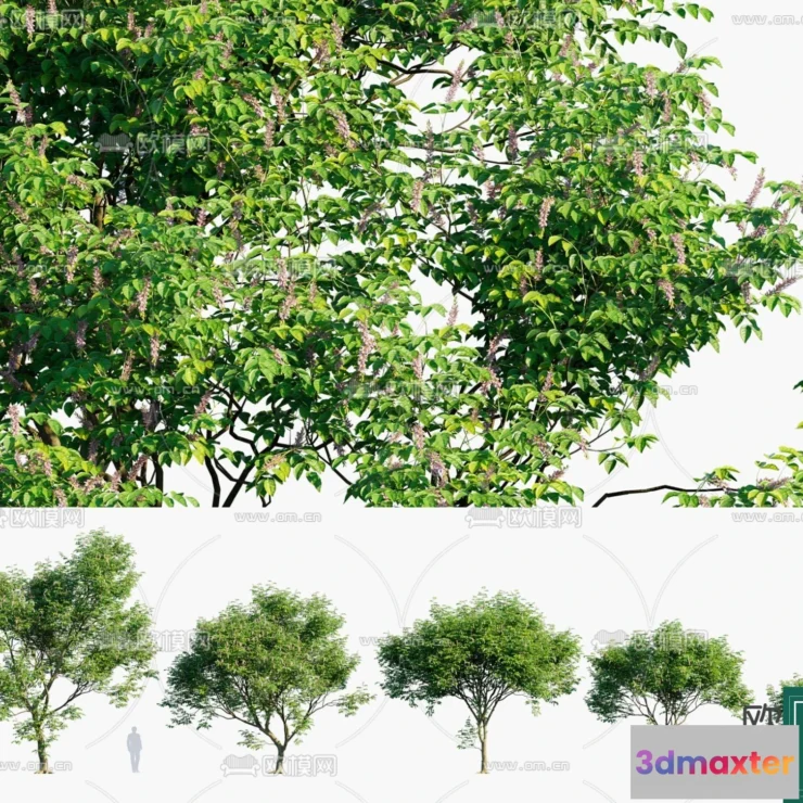 1383839 - Tree 3D Models - Exterior and Architecture 3DS Max - 296 3D Max