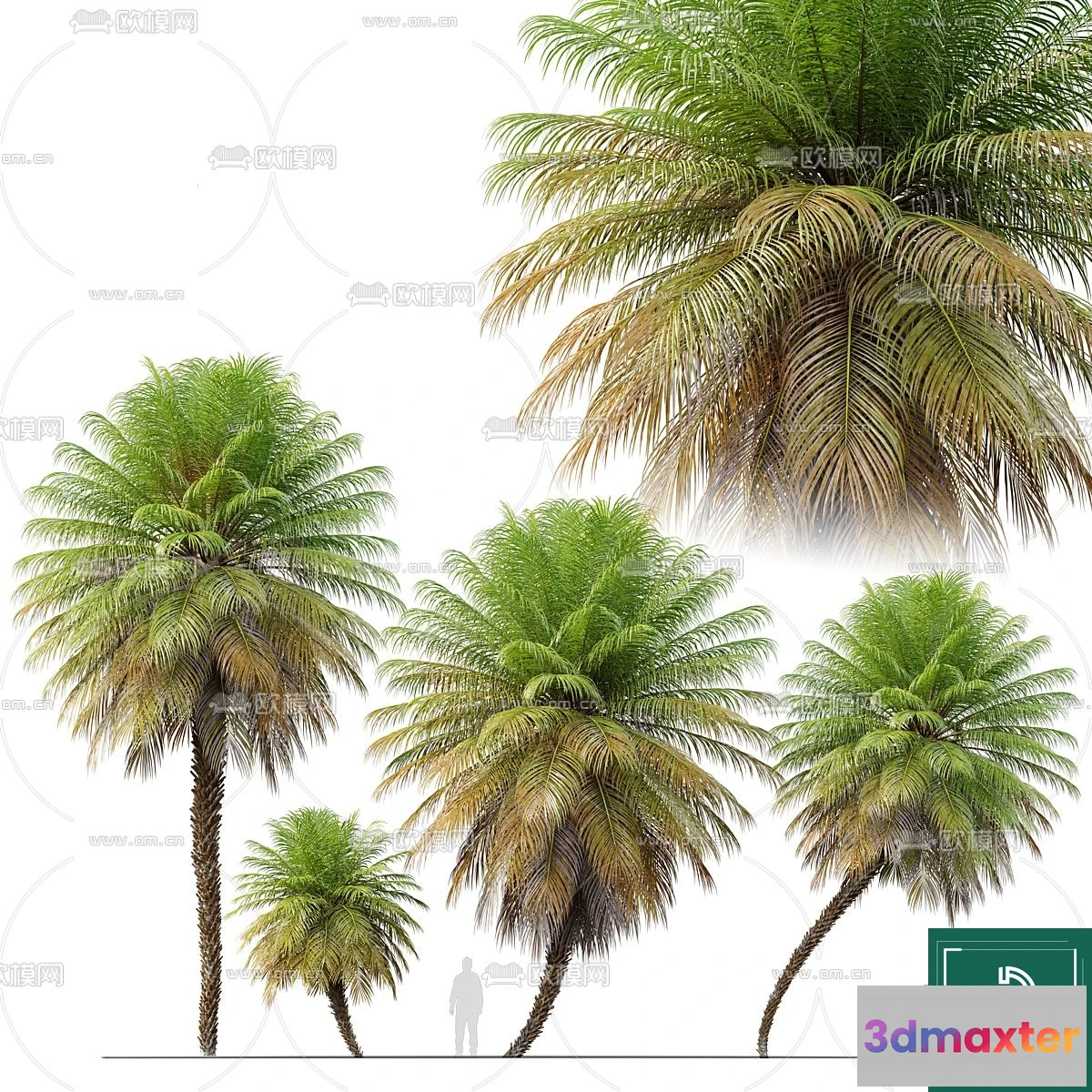 1383971 - Tree 3D Models - Exterior and Architecture 3DS Max - 298 3D Max