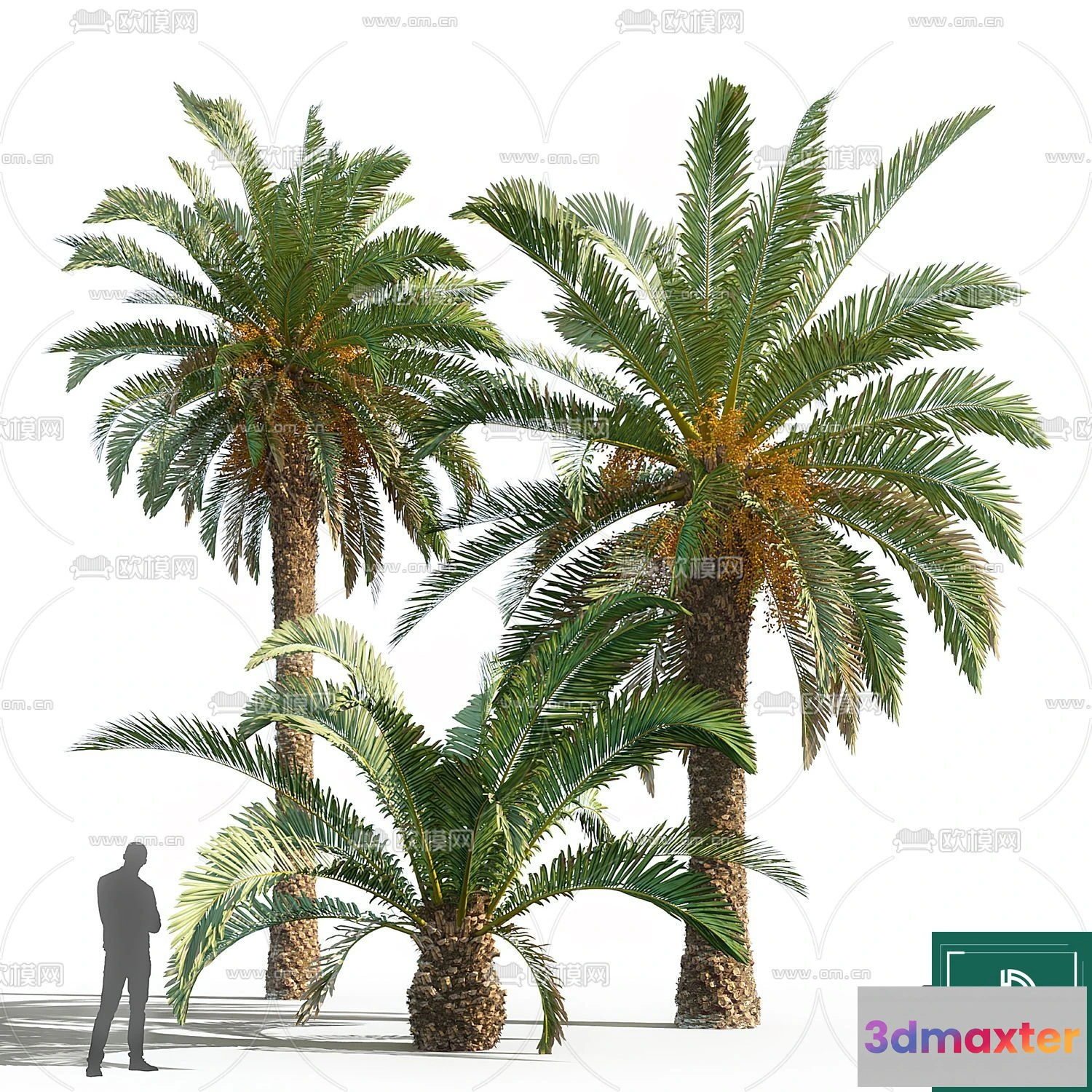 1384038 - Tree 3D Models - Exterior and Architecture 3DS Max - 299 3D Max