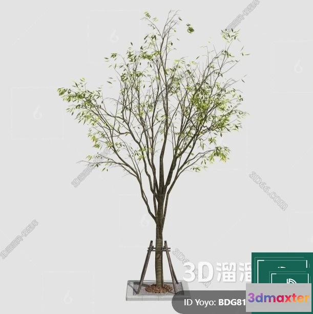 1384438 - Tree 3D Models - Exterior and Architecture 3DS Max - 305 3D Max
