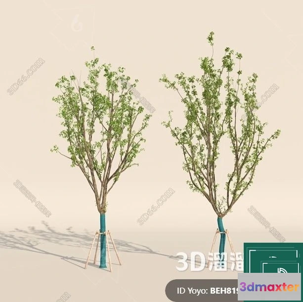 1384583 - Tree 3D Models - Exterior and Architecture 3DS Max - 307 3D Max