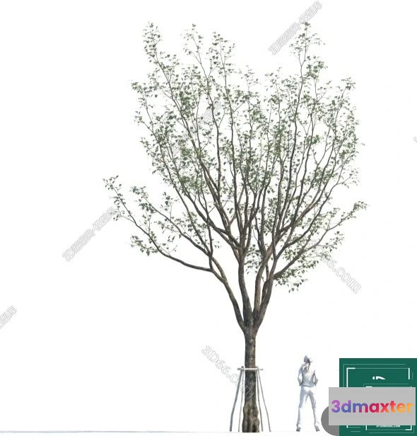 1384647 - Tree 3D Models - Exterior and Architecture 3DS Max - 308 3D Max