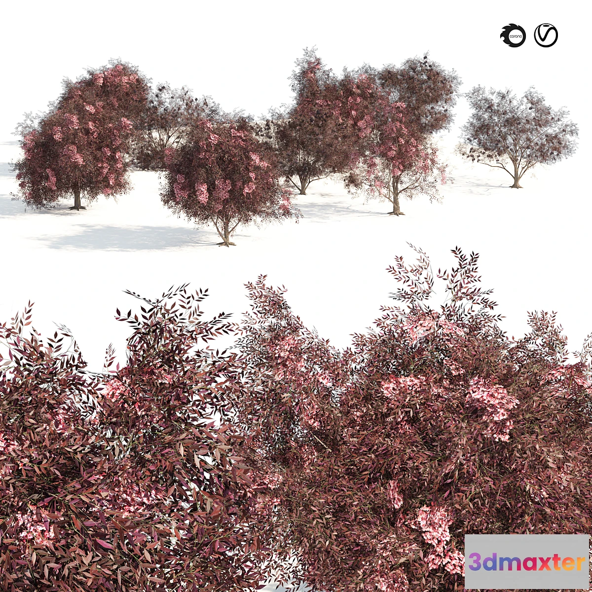 1394474 - Sambucus nigra black elderberry Trees 3D Max