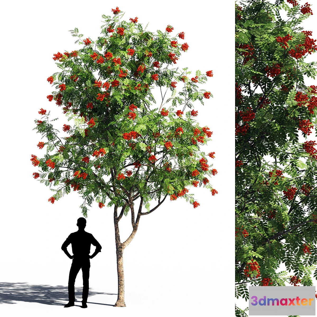 1395758 - Rowanberries 5 3D Max