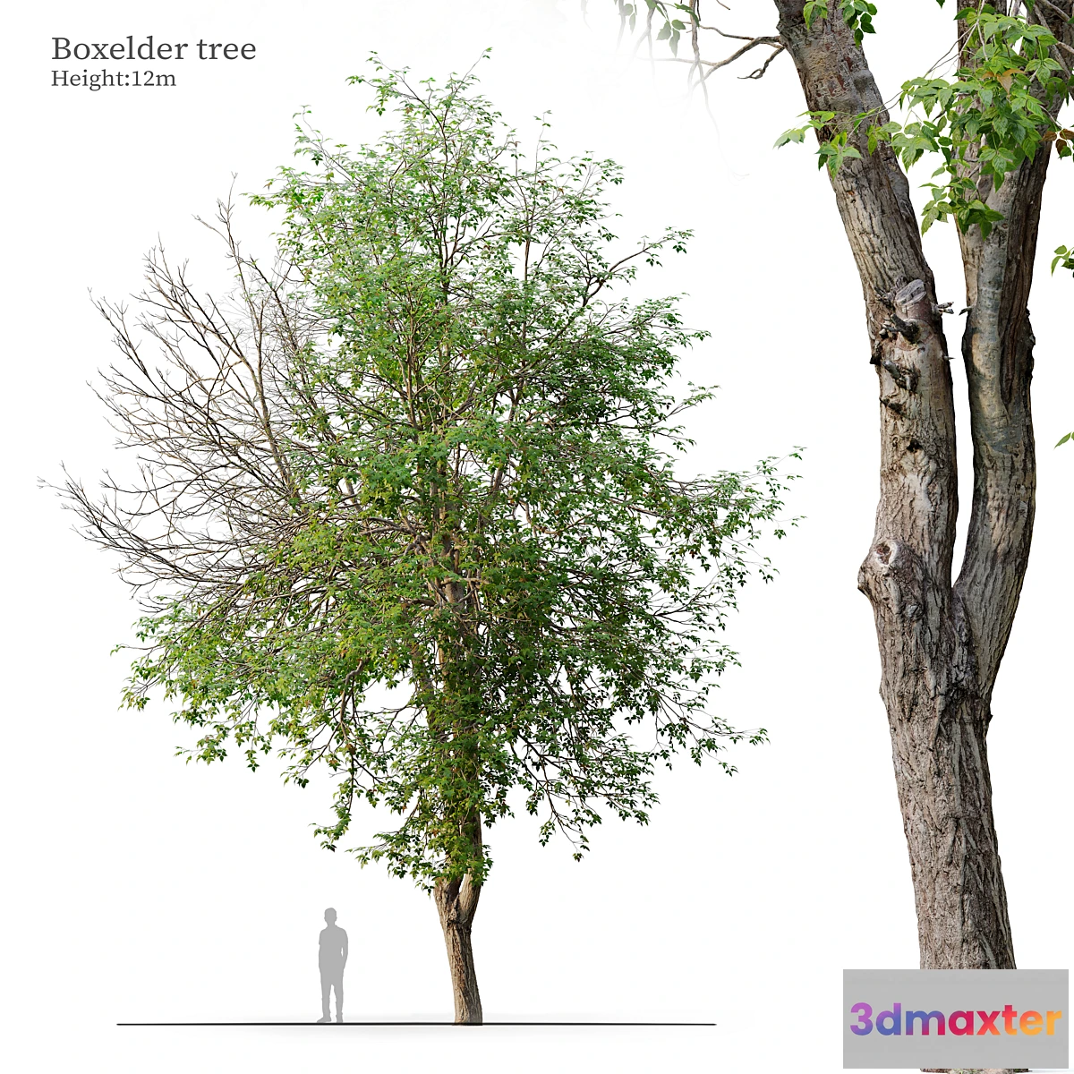 1395932 - boxelder tree 3D Max