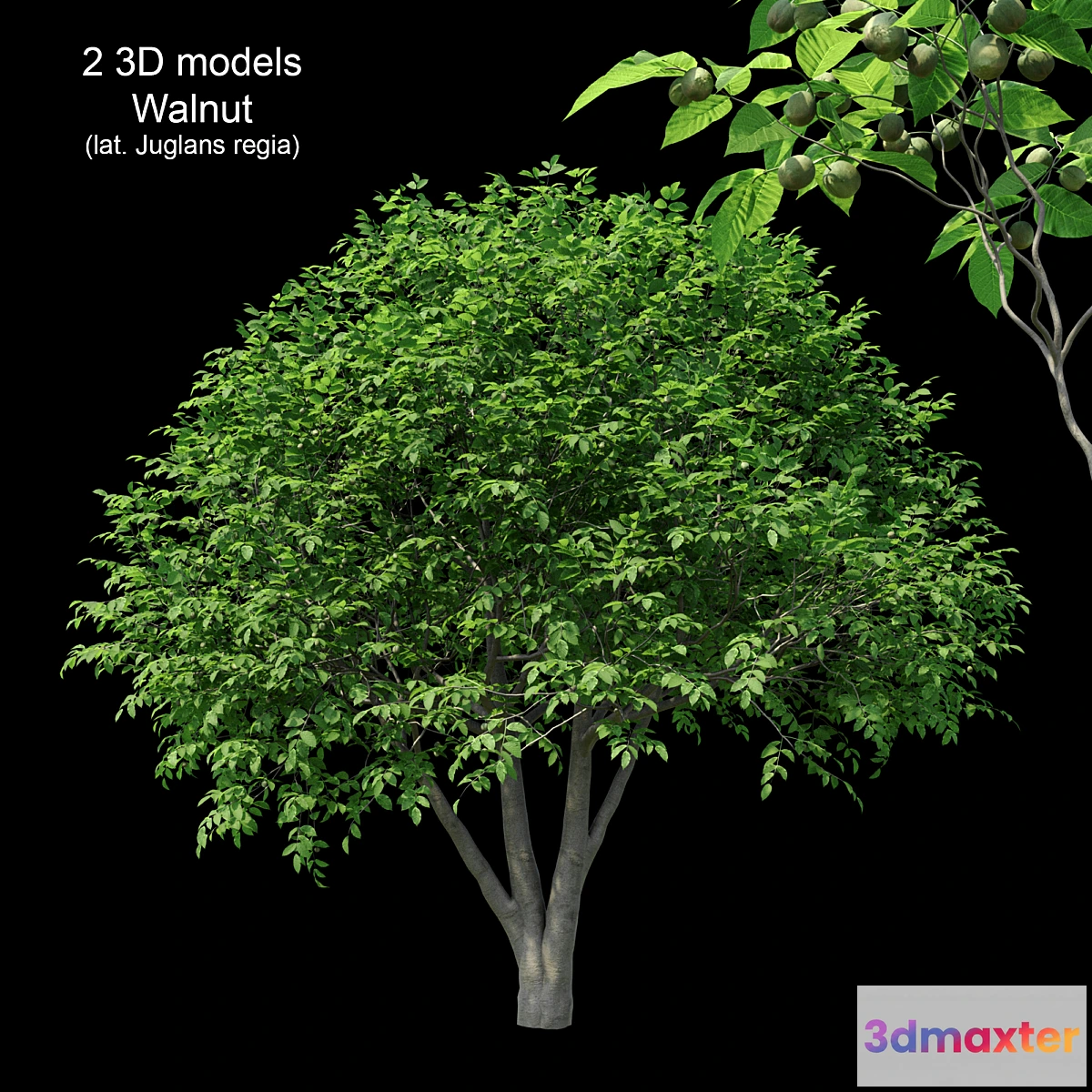 1396118 - Walnut 3D Max