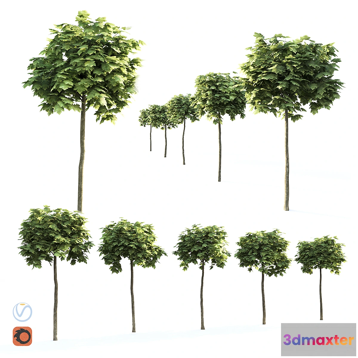 1396196 - Maple globular 3D Max