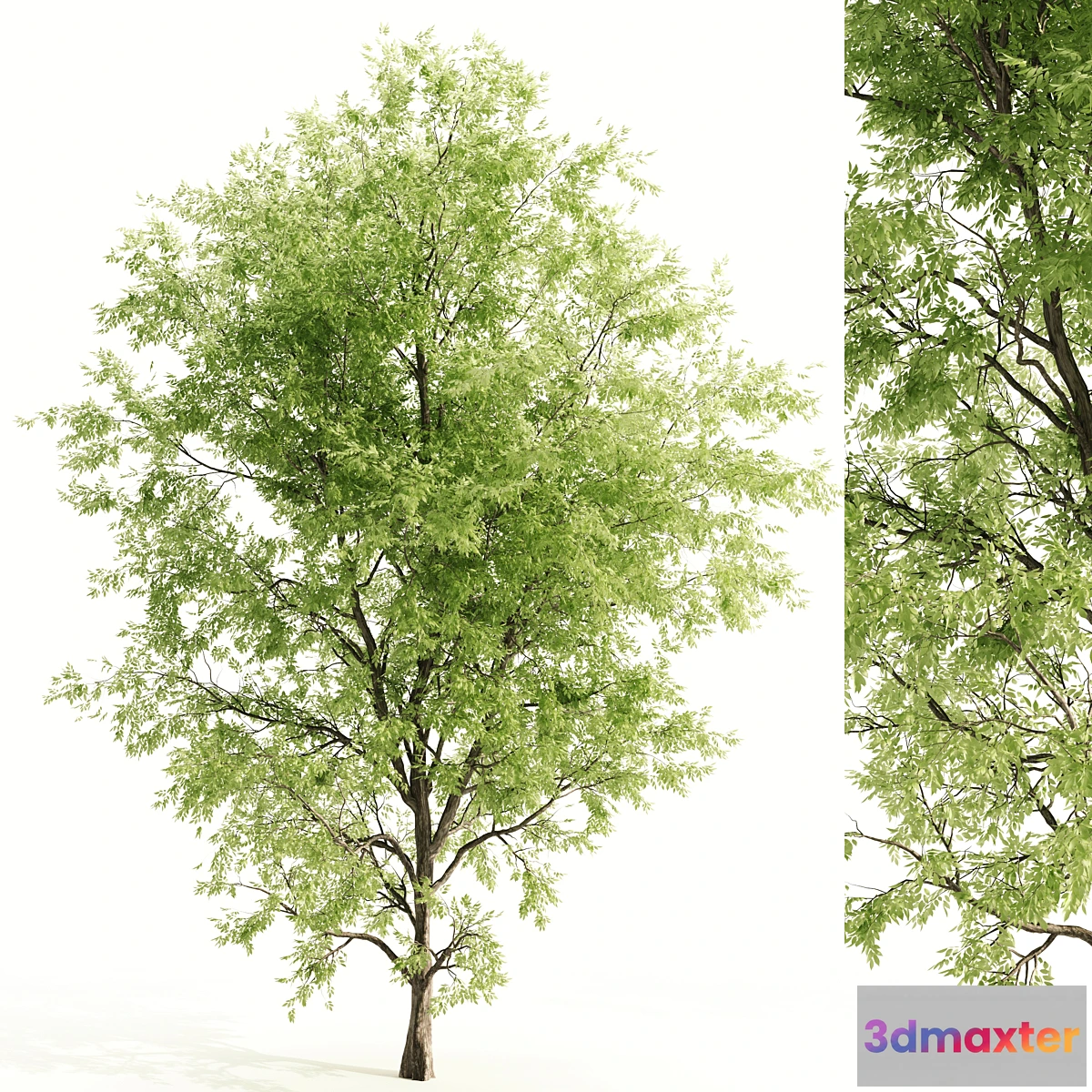 1396316 - ash tree 3D Max