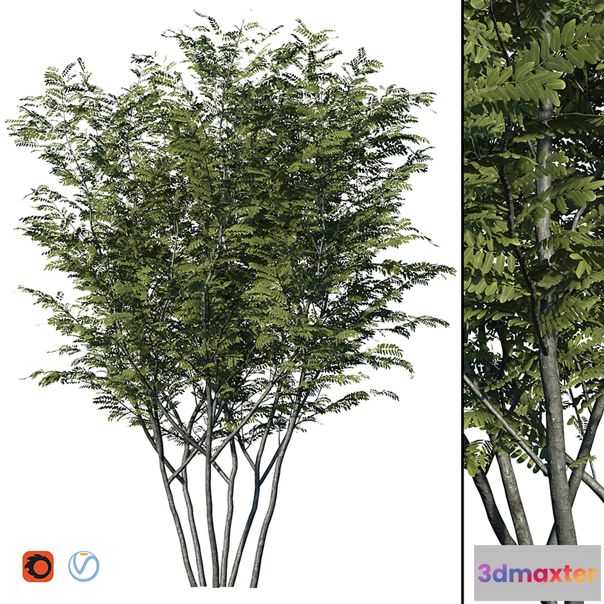 1396512 - Honey locust 3D Max