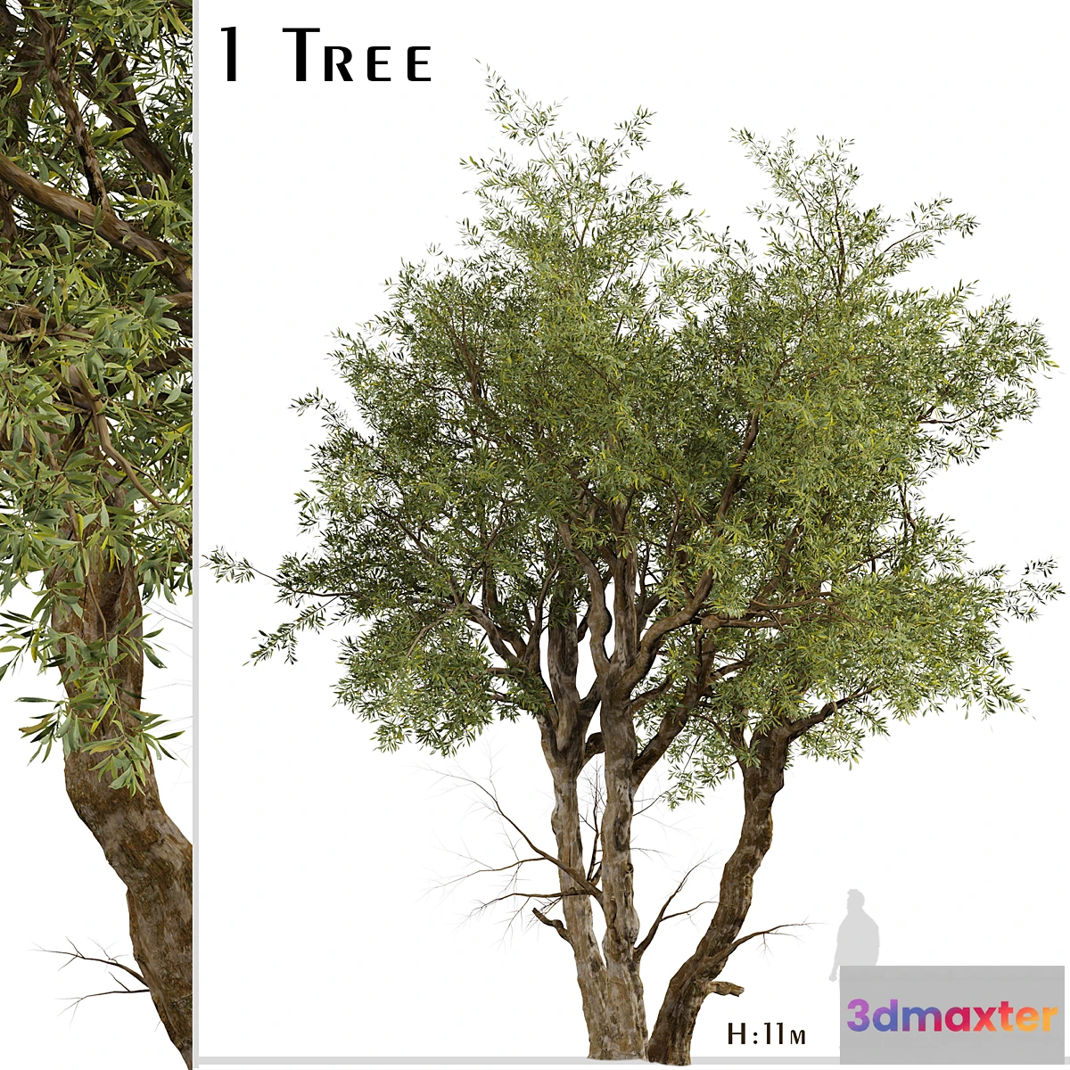 1399532 - Eucalyptus Red Gum Tree (Eucalyptus camaldulensis) (1 Tree) 3D Max