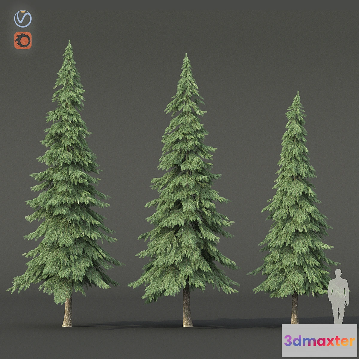 1399534 - Spruce 3D Max