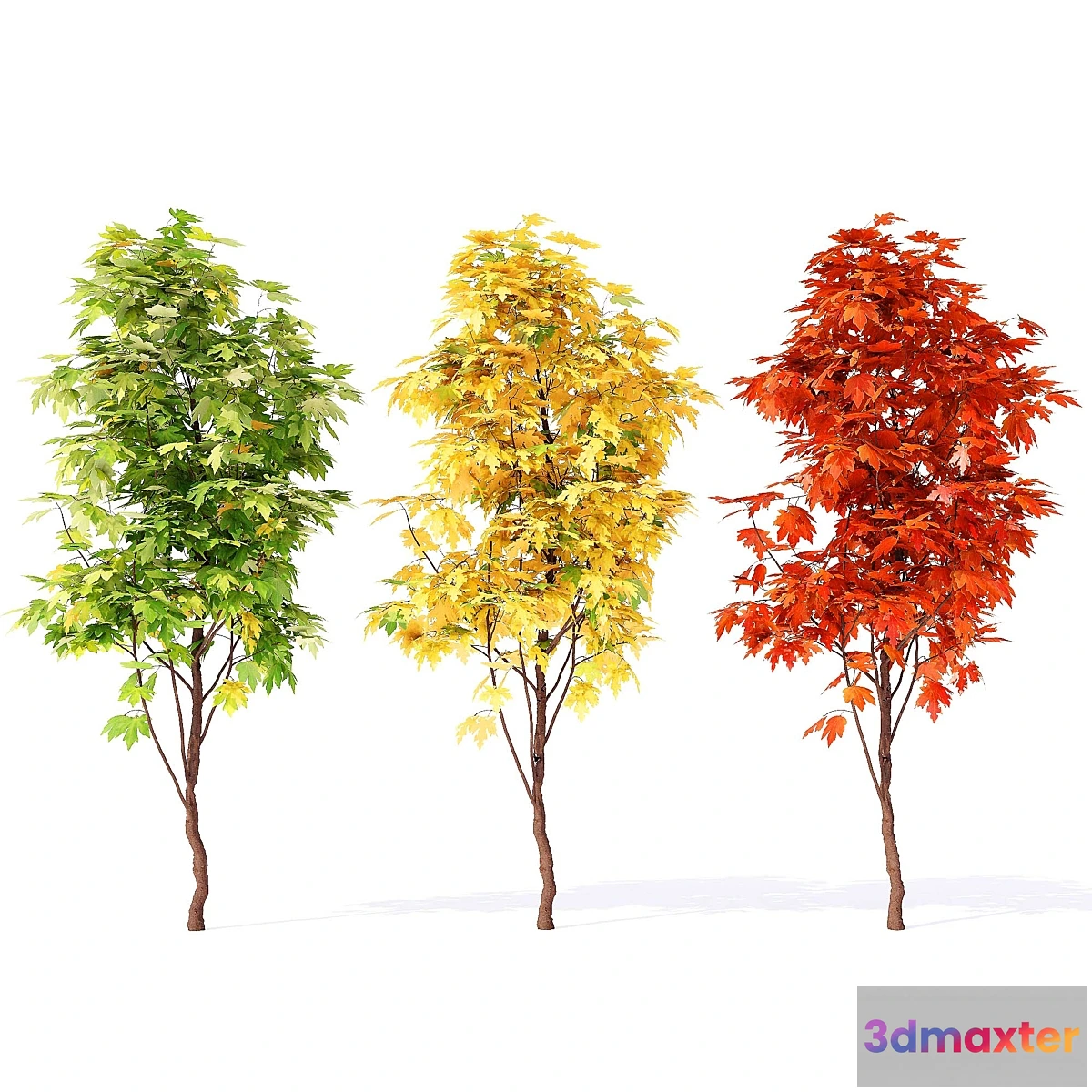 1399960 - Acer_campestre_02 3D Max