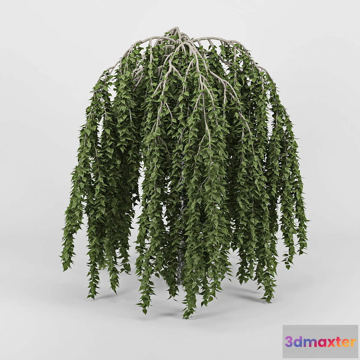 1400156 - Betula 3D Max