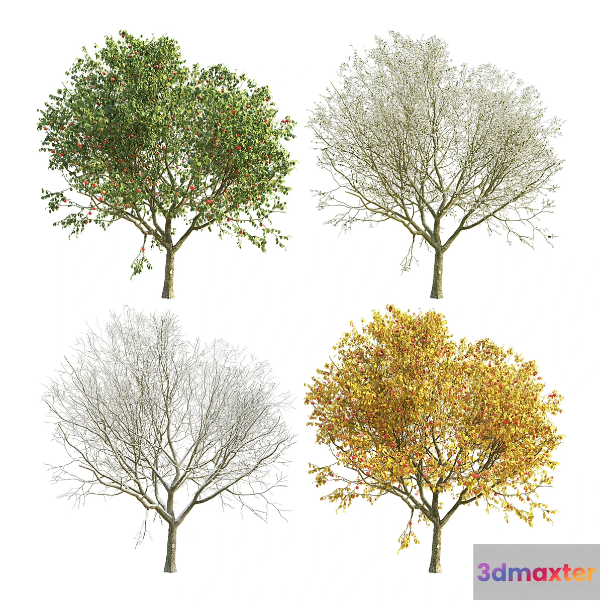 1400284 - Apple Tree 4 Seasons 3D Max