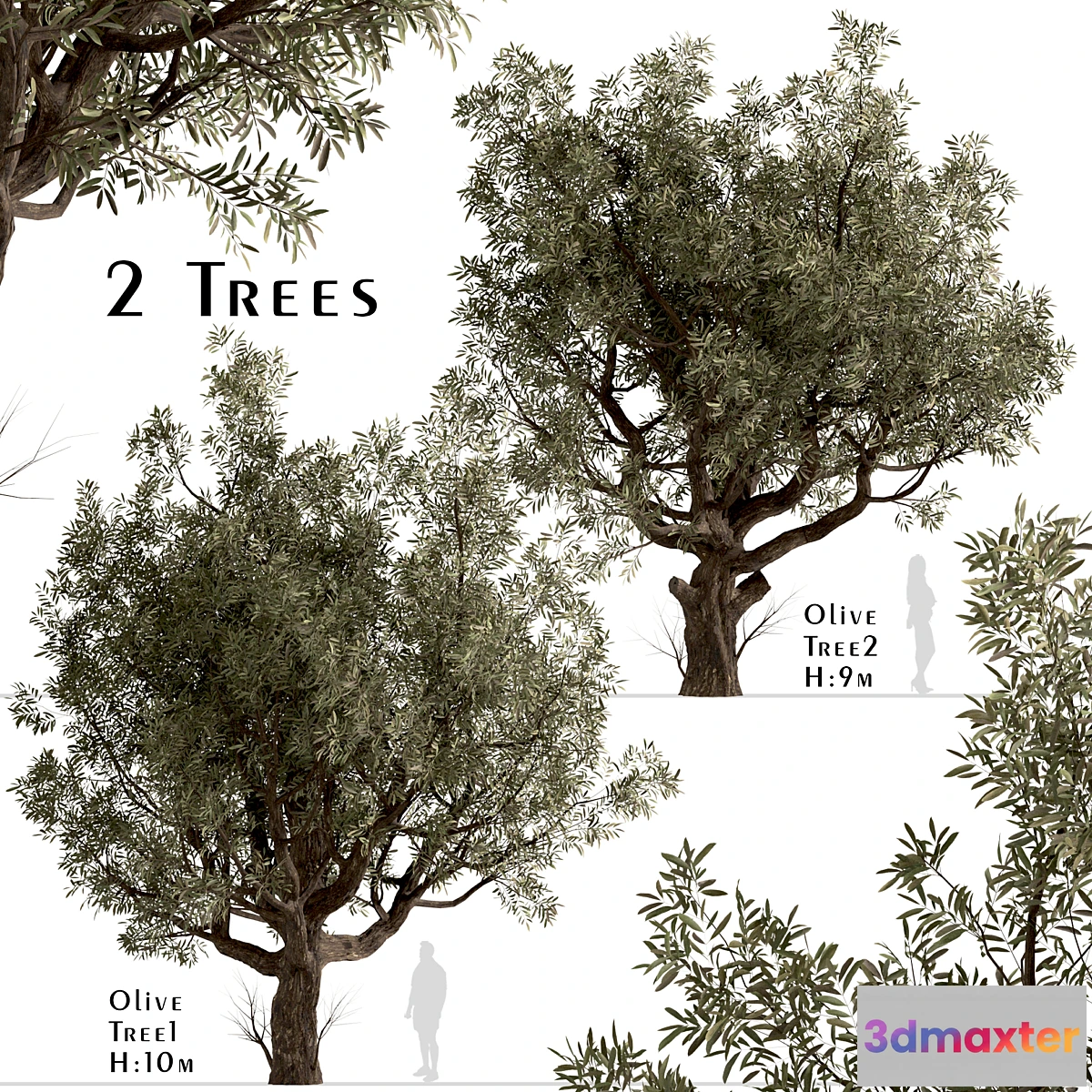 1400560 - Set of Olive Trees (Olea Europaea) (2 Trees) 3D Max