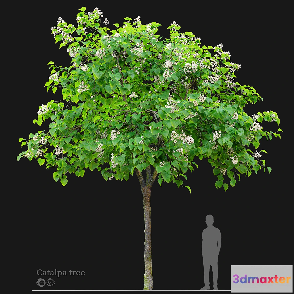 1401192 - Catalpa tree 03 3D Max
