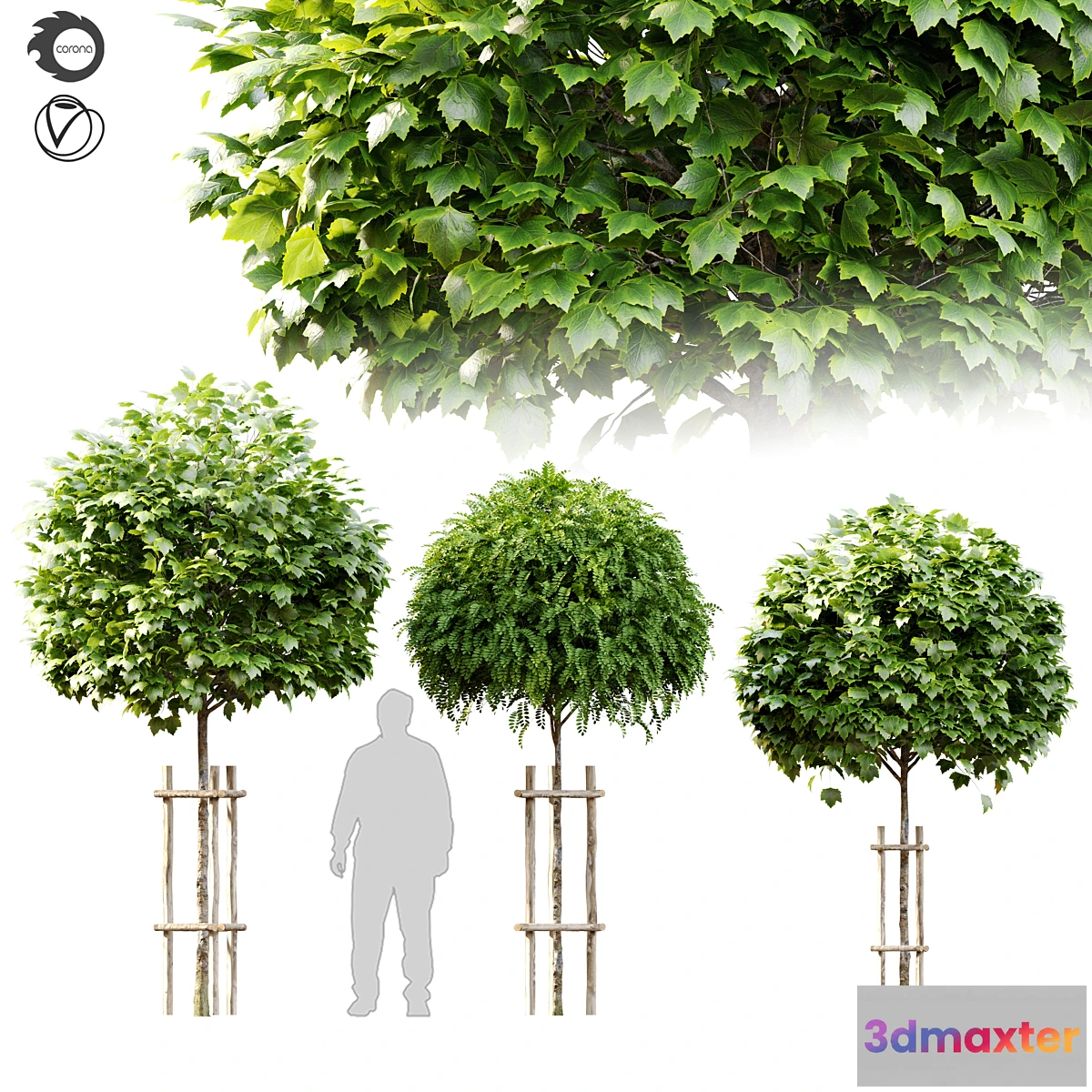 1401762 - Tree with wooden guard 3D Max