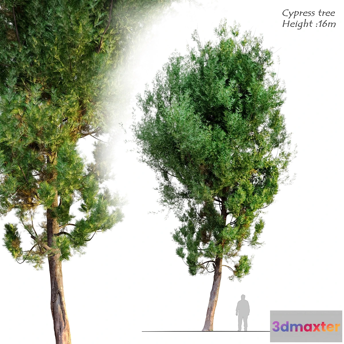 1402258 - cypress tree 6 3D Max