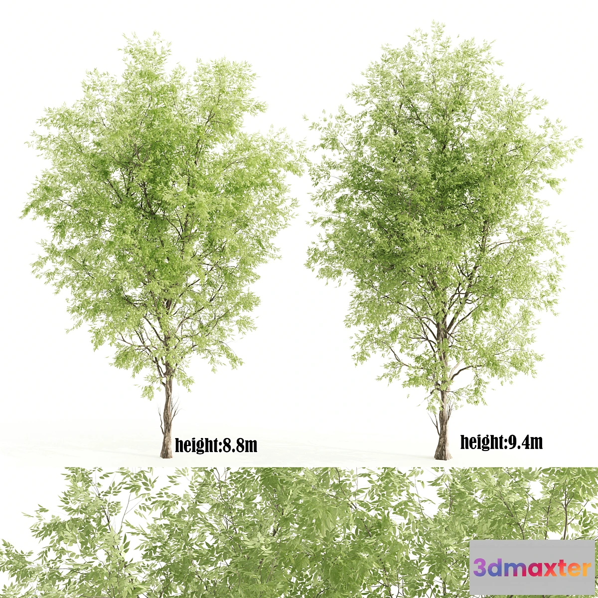 1402750 - 2 ashes tree 3D Max