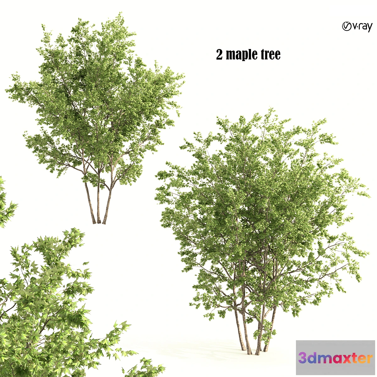 1403094 - 2 maple tree 3D Max
