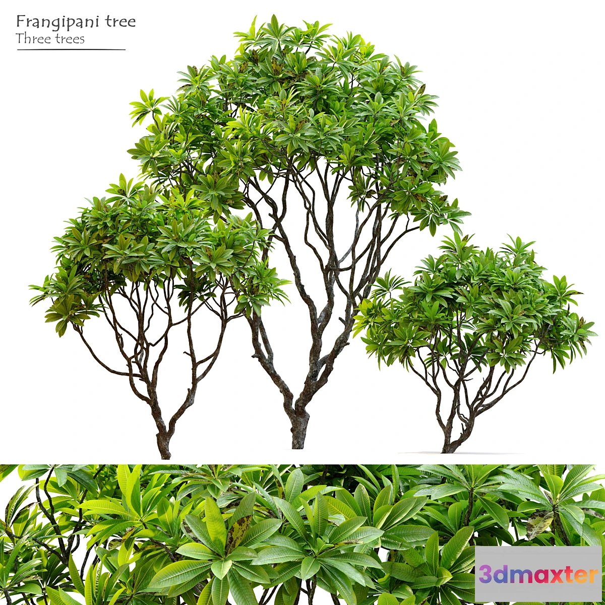 1403938 - Frangipani tree 3D Max