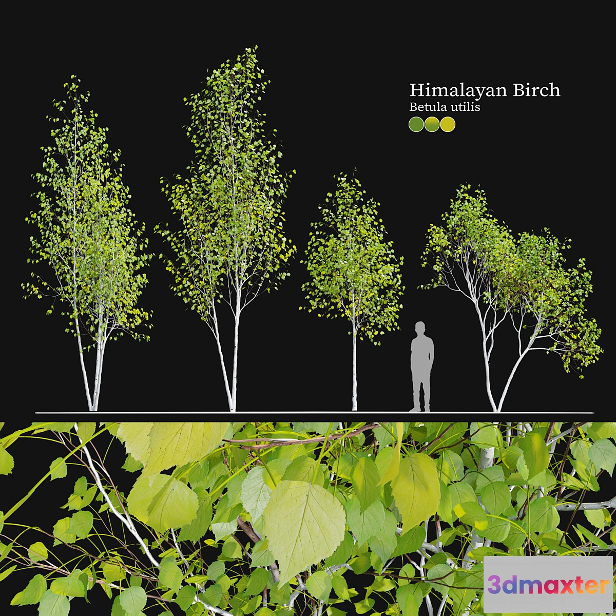 1404824 - Himalayan birch 3D Max