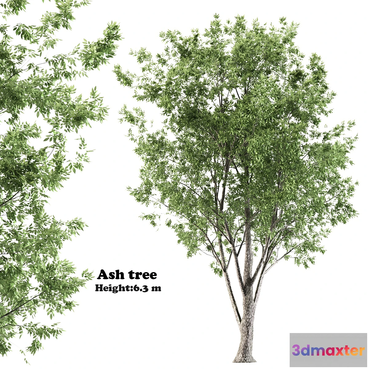 1404864 - ash tree 3D Max