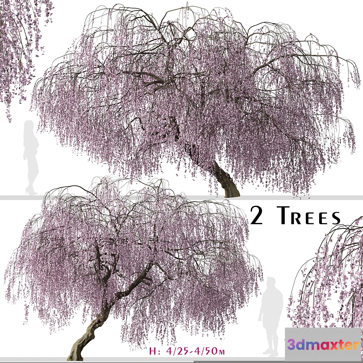 1404920 - Set of Weeping Cherry Tree (Prunus pendula) (2 Trees) 3D Max