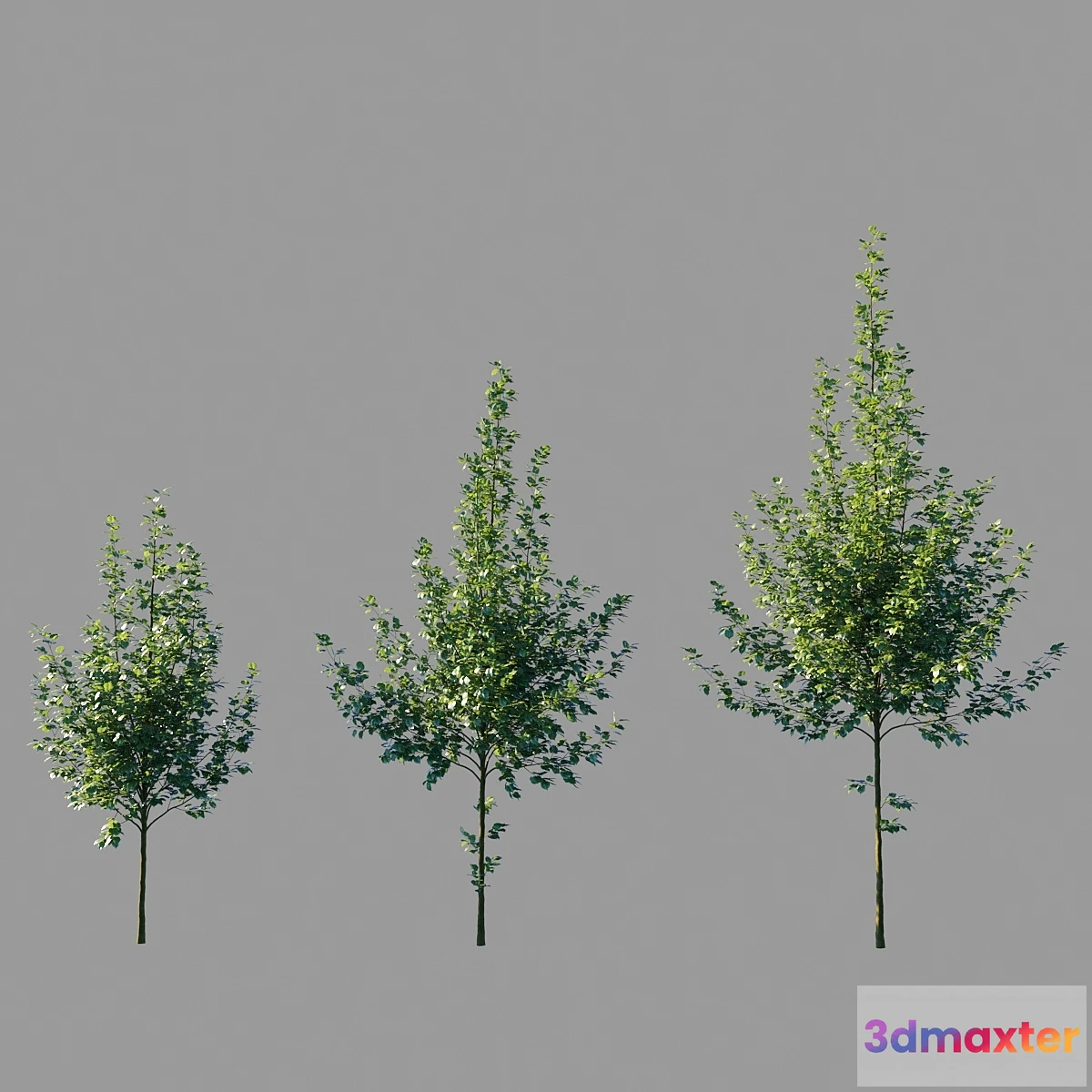 1405154 - Large-leaved linden _ Tilia platyphyllos 3D Max