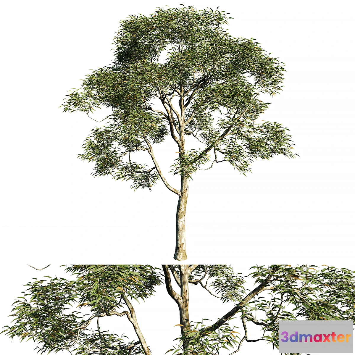 1406002 - Eucalyptus saligna tree 02 3D Max