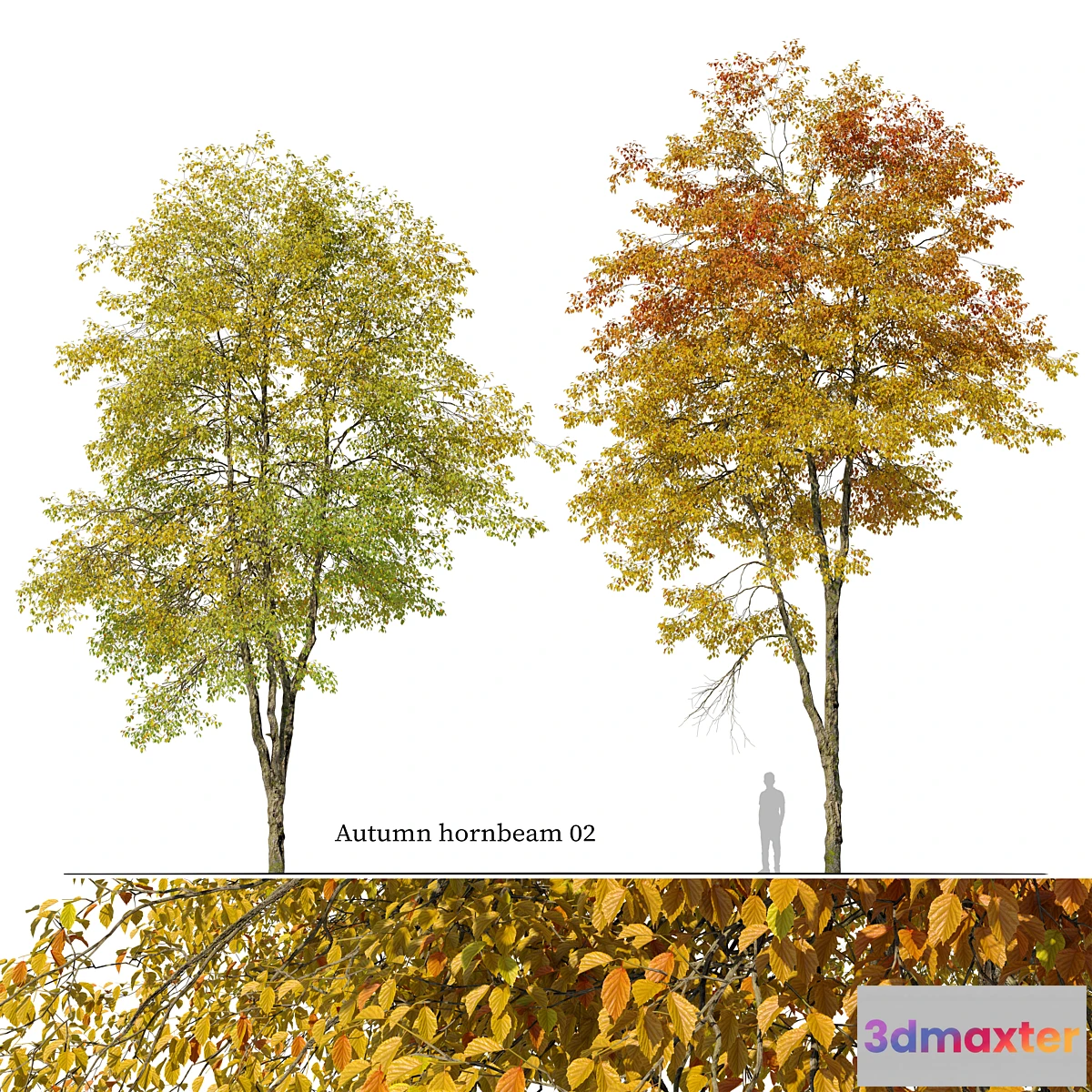 1406258 - Autumn hornbeam tree 02 3D Max