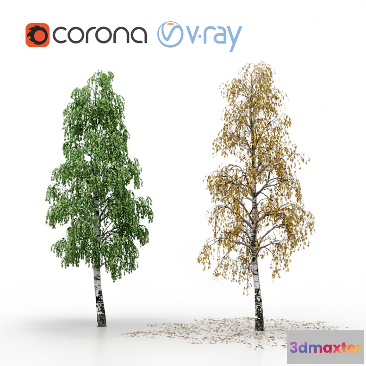 1406792 - Birch (summer and autumn) 3D Max