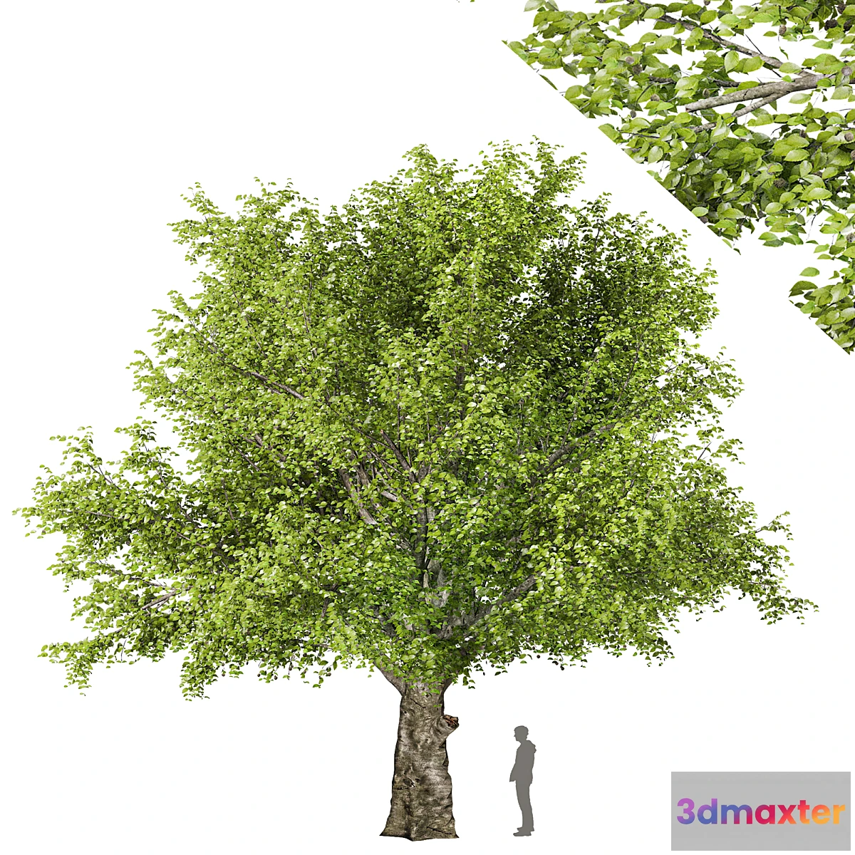 1407092 - American beech tree 3D Max