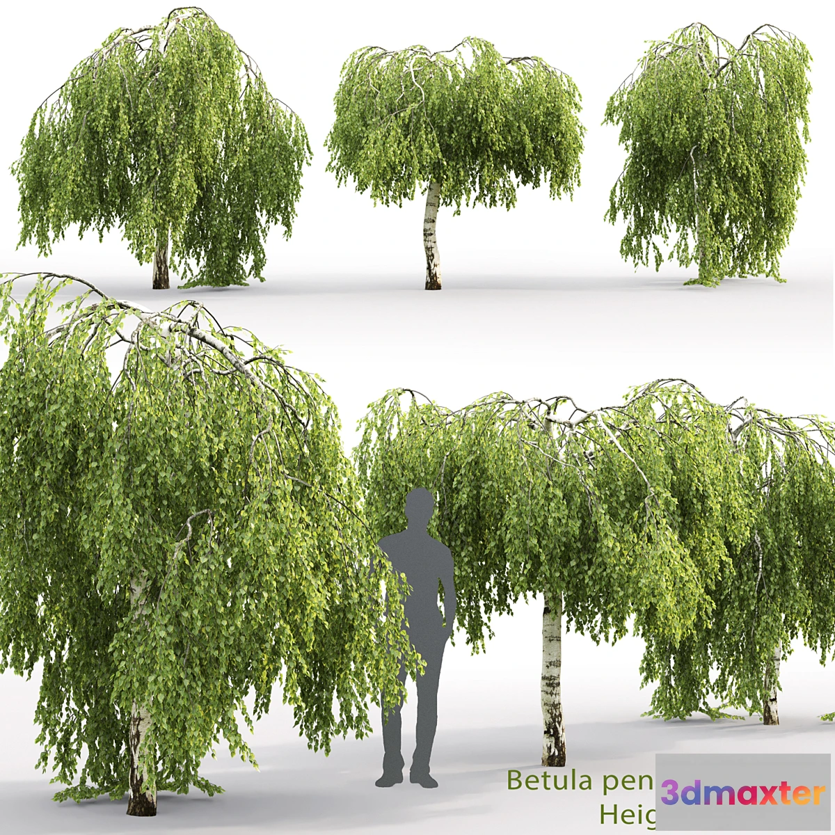 1407118 - Betula pendula Youngii # 2 (2.5-2.9m) 3D Max