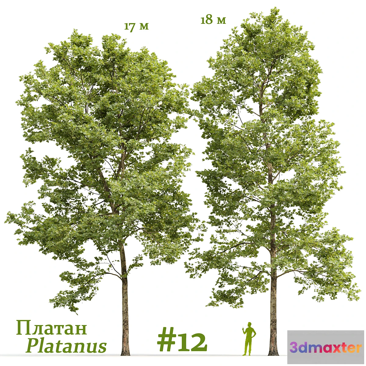 1407336 - Plane-tree _ Sycamore _ Platanus #12 3D Max