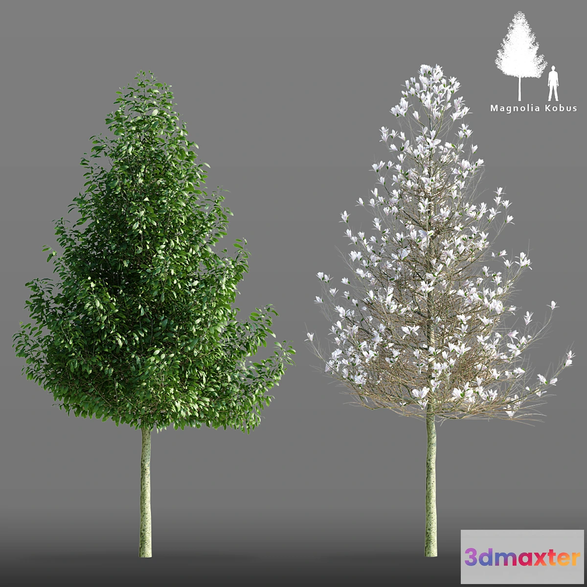 1408120 - Magnolia cobus tree  Magnolia Kobus 3D Max