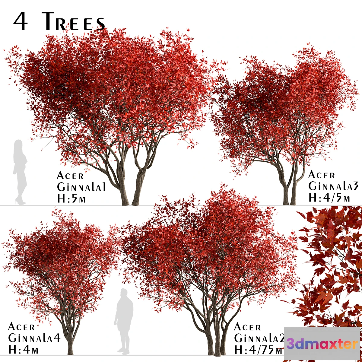 1408470 - Set of Acer Ginnala Trees (Amur Maple) (4 Trees) 3D Max
