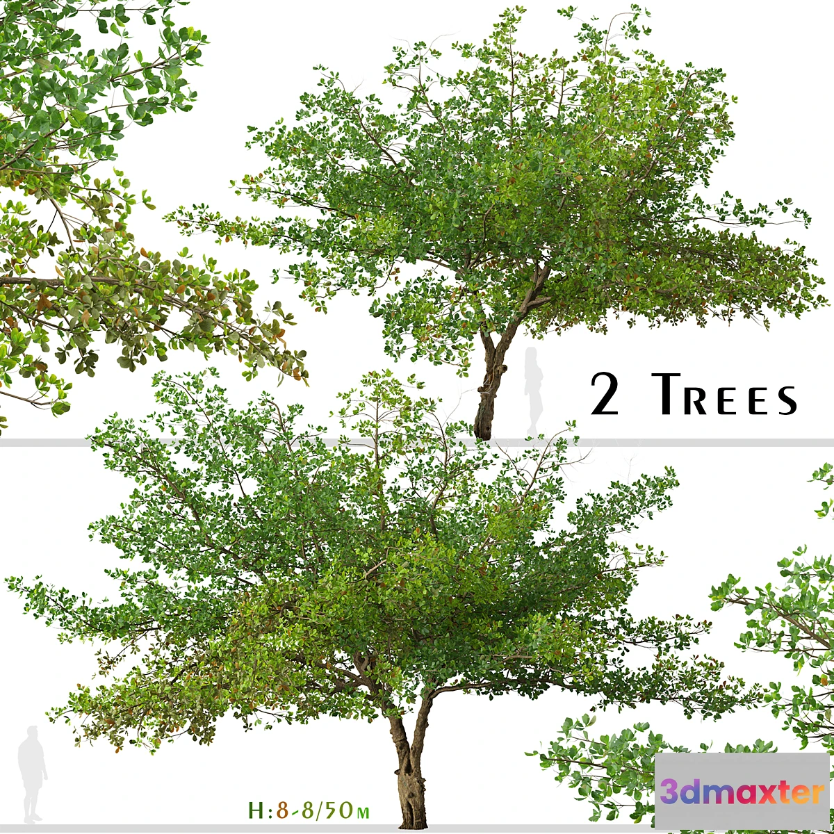 1408536 - Set of Terminalia catappa Tree (Indian almond) (2 Trees) 3D Max