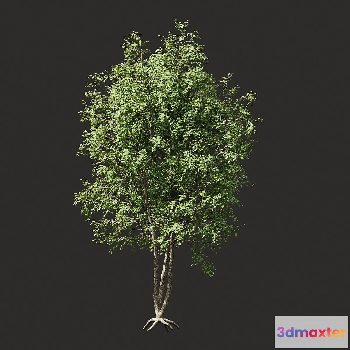 1409850 - Summer tree # 03 3D Max