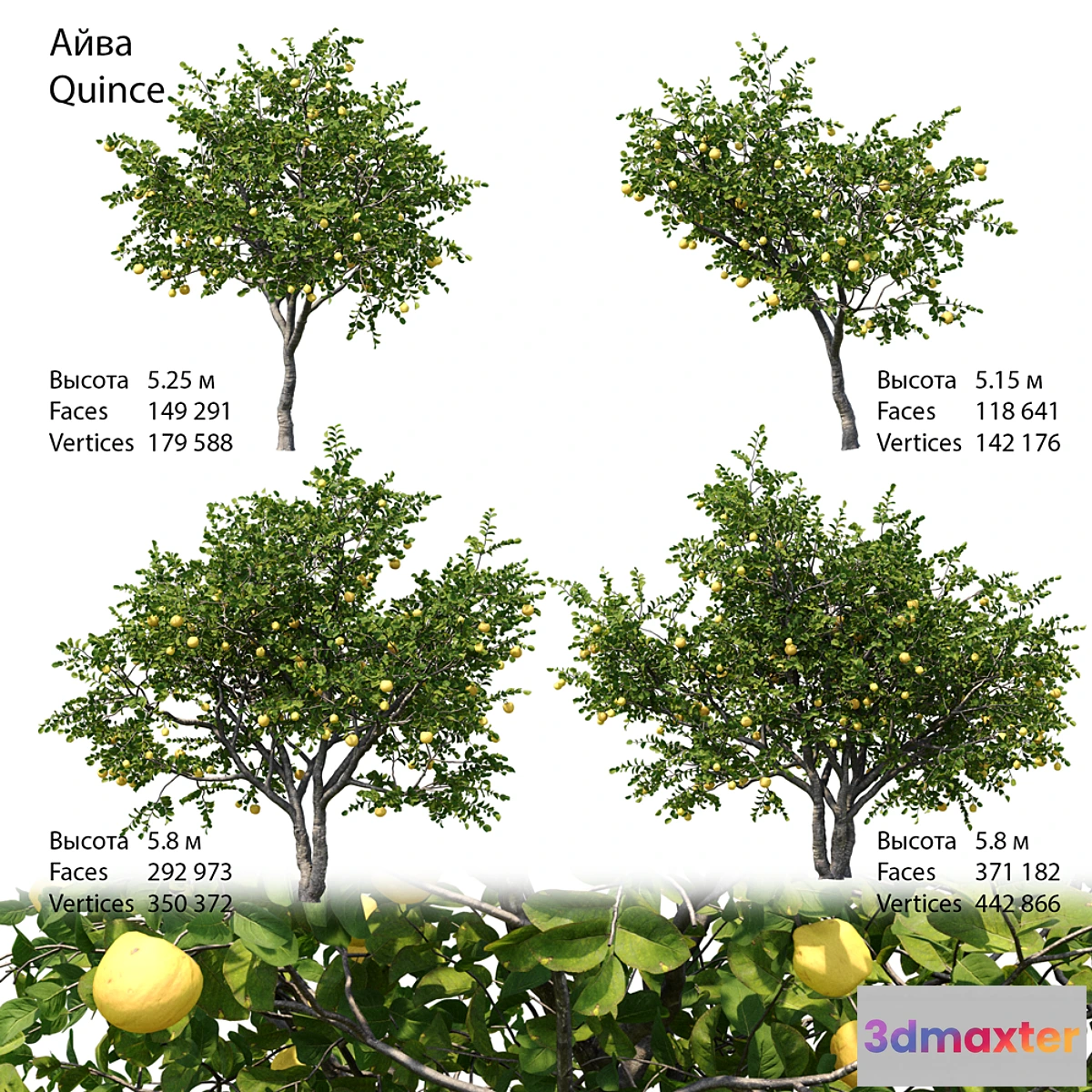 1410120 - Quince 3D Max