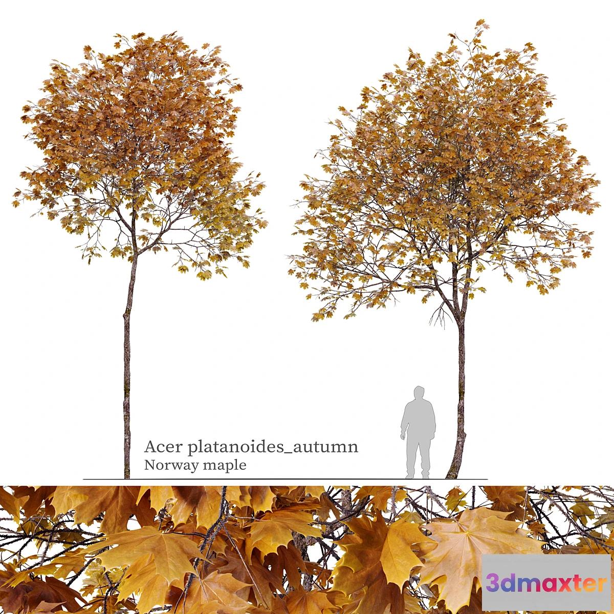 1410204 - Acer platanoides (autumn) 3D Max
