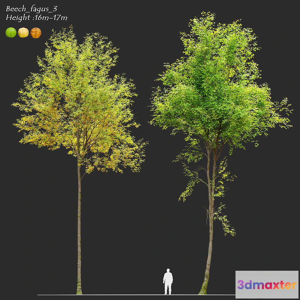 1410736 - European beech_3 3D Max